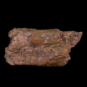 8" Torosaurus Ilium Bone Fossil Lance Creek FM Cretaceous Dinosaur Wyoming COA