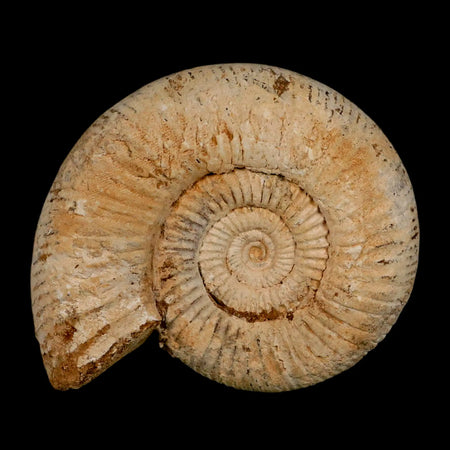 97MM Perisphinctes Ammonite Fossil Nautilus Madagascar Jurassic Age COA