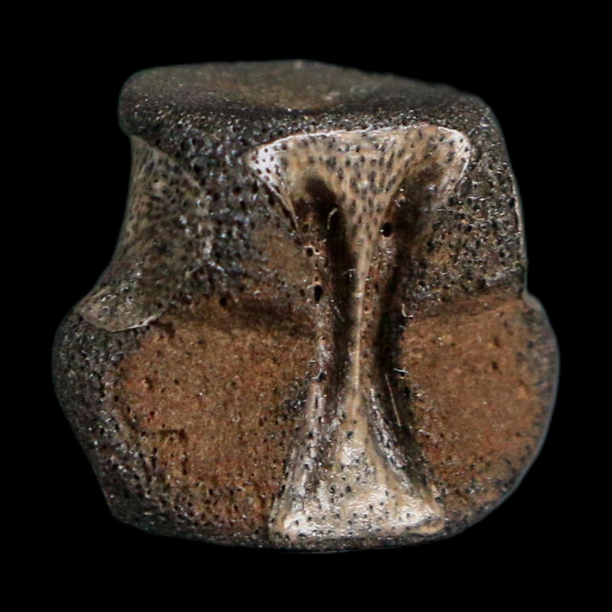 0.6" Champsosaurus Gigas Reptile Fossil Vertebrae Cretaceous Hell Creek FM MT COA