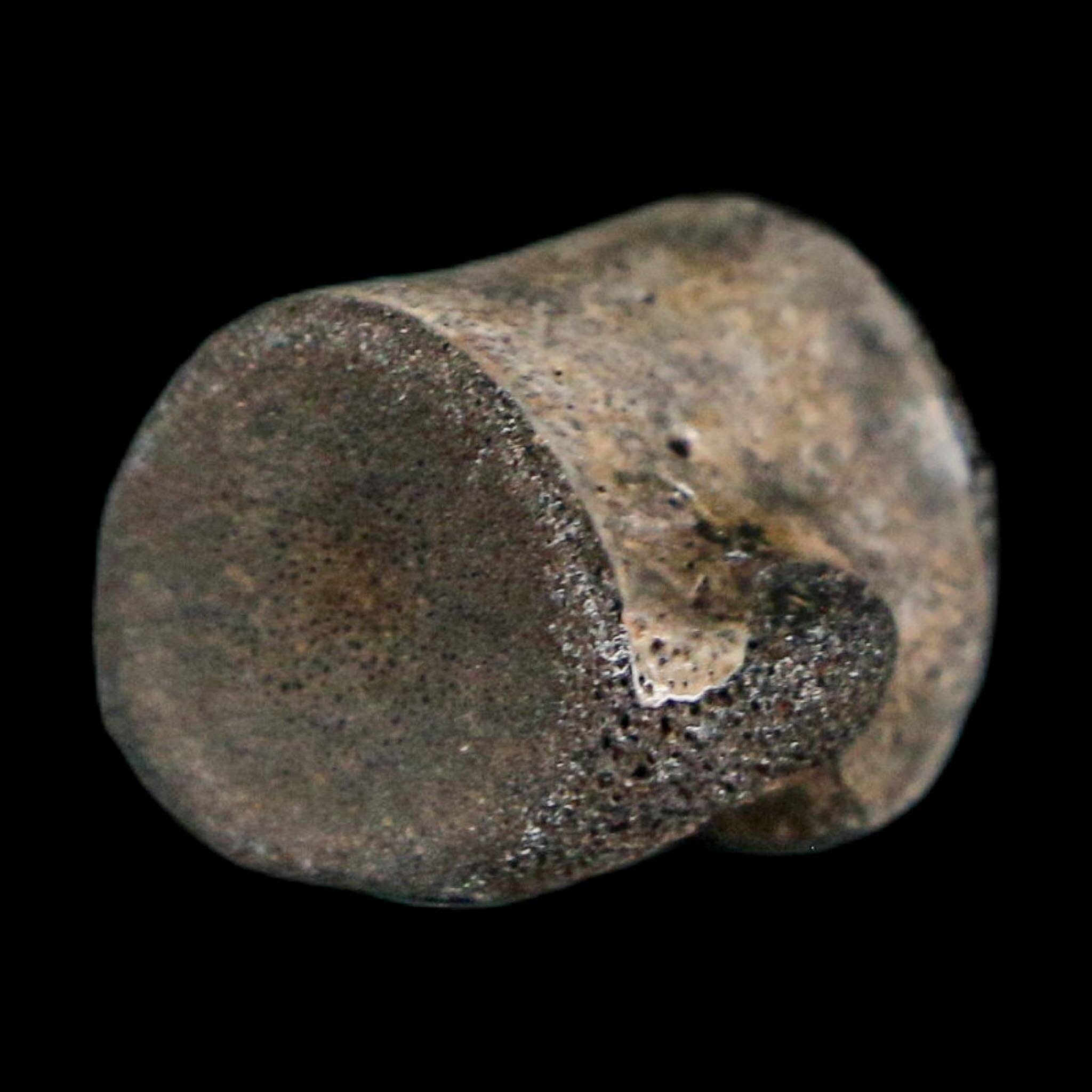 0.6" Champsosaurus Gigas Reptile Fossil Vertebrae Cretaceous Hell Creek FM MT COA