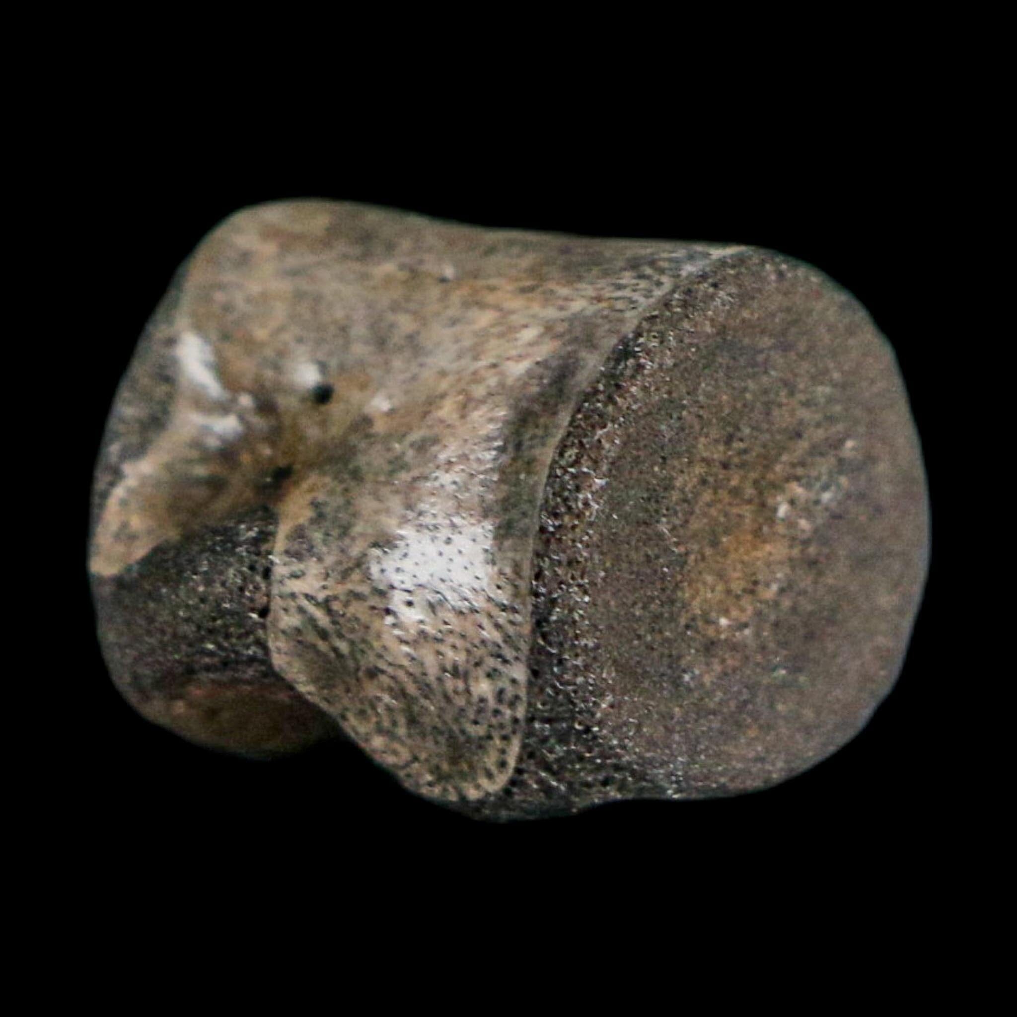 0.6" Champsosaurus Gigas Reptile Fossil Vertebrae Cretaceous Hell Creek FM MT COA