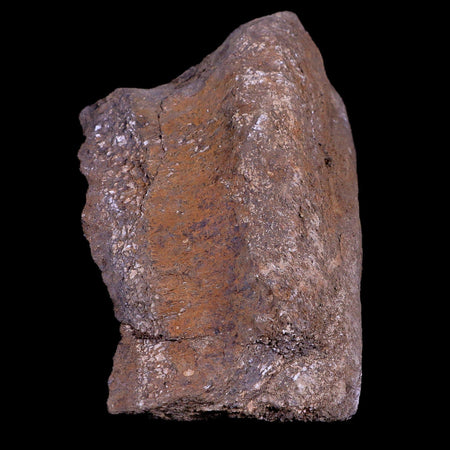 5.8" Diplodocus Fossil Bone Morrison FM Wyoming Jurassic Age Dinosaur COA