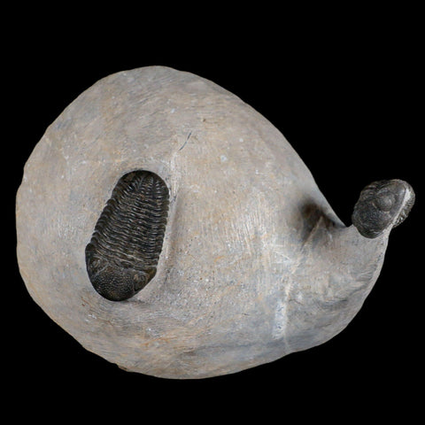 Two 1.5" Morocops Trilobite Fossil Devonian Age Lghaft Morocco 400 Mil Yrs Old COA - Fossil Age Minerals