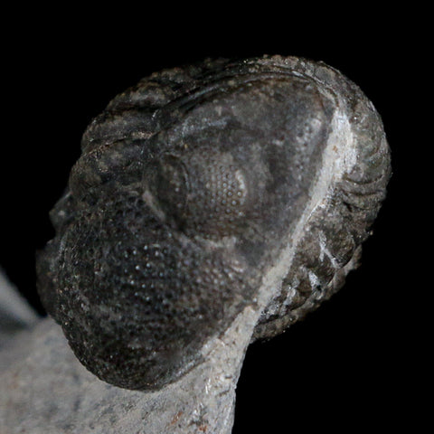 Two 1.5" Morocops Trilobite Fossil Devonian Age Lghaft Morocco 400 Mil Yrs Old COA - Fossil Age Minerals