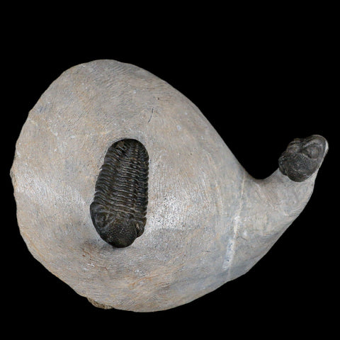 Two 1.5" Morocops Trilobite Fossil Devonian Age Lghaft Morocco 400 Mil Yrs Old COA - Fossil Age Minerals