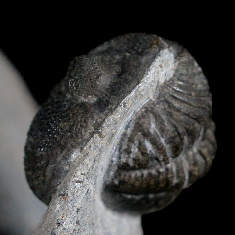 Two 1.5" Morocops Trilobite Fossil Devonian Age Lghaft Morocco 400 Mil Yrs Old COA - Fossil Age Minerals