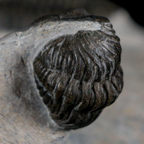 Two 1.5" Morocops Trilobite Fossil Devonian Age Lghaft Morocco 400 Mil Yrs Old COA - Fossil Age Minerals