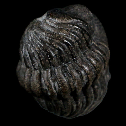 Two 1.5" Morocops Trilobite Fossil Devonian Age Lghaft Morocco 400 Mil Yrs Old COA - Fossil Age Minerals