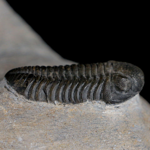 Two 1.5" Morocops Trilobite Fossil Devonian Age Lghaft Morocco 400 Mil Yrs Old COA - Fossil Age Minerals