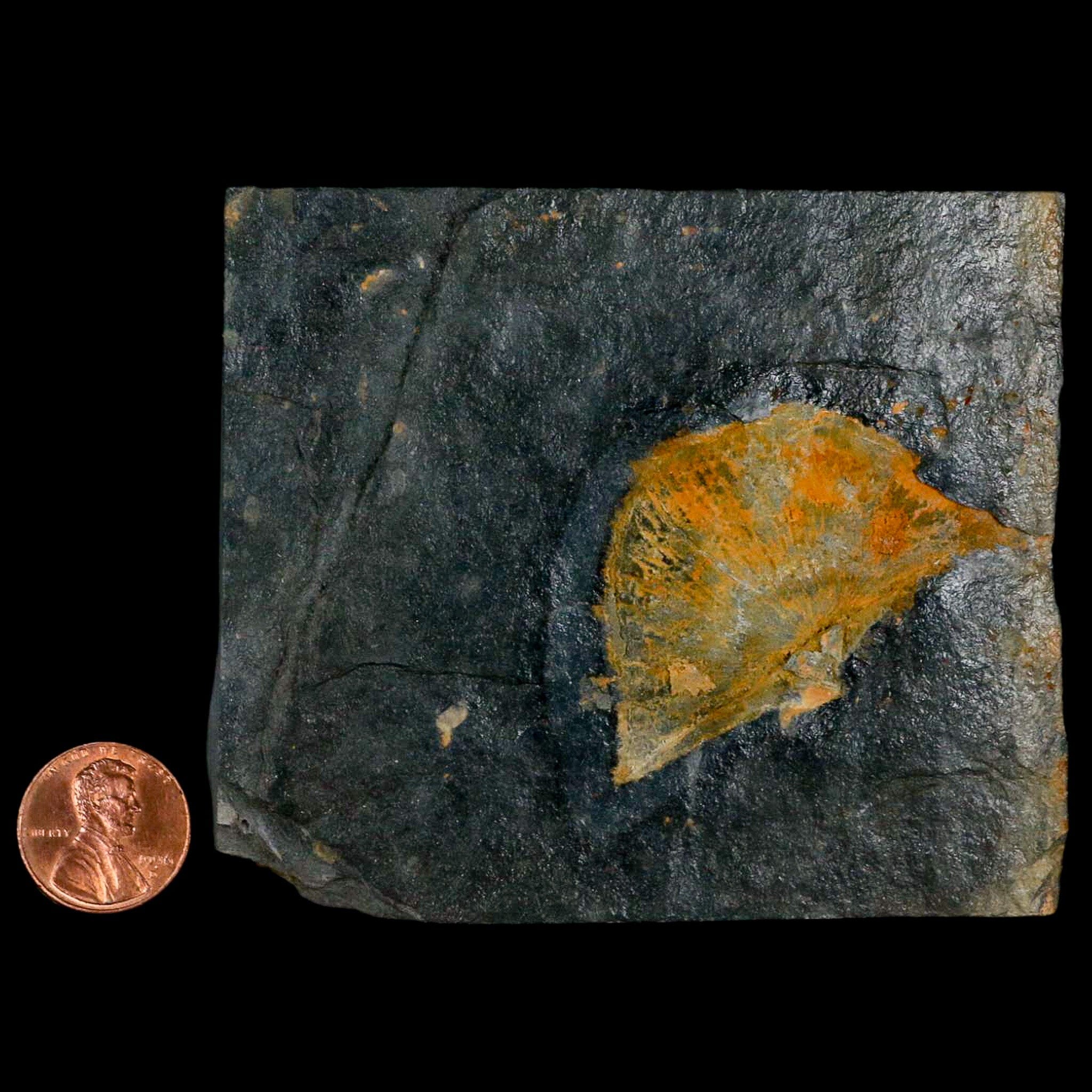 2" Fossil Paralenorthis Sp Brachiopod In Matrix Valongo Formation Arouca Portugal - Fossil Age Minerals