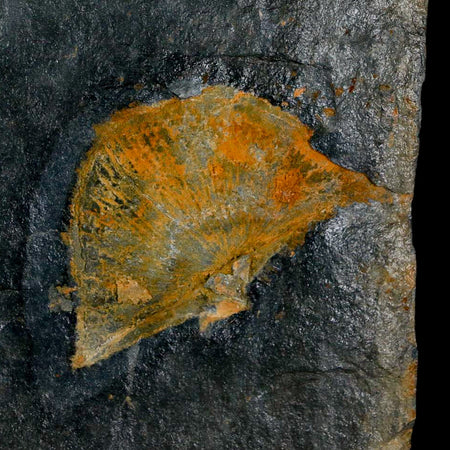 2" Fossil Paralenorthis Sp Brachiopod In Matrix Valongo Formation Arouca Portugal
