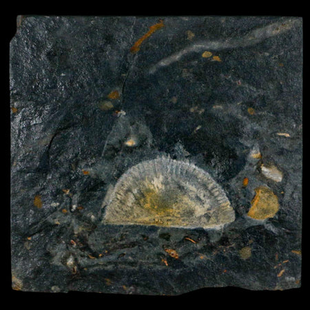 1.7" Fossil Paralenorthis Sp Brachiopod In Matrix Valongo Formation Arouca Portugal