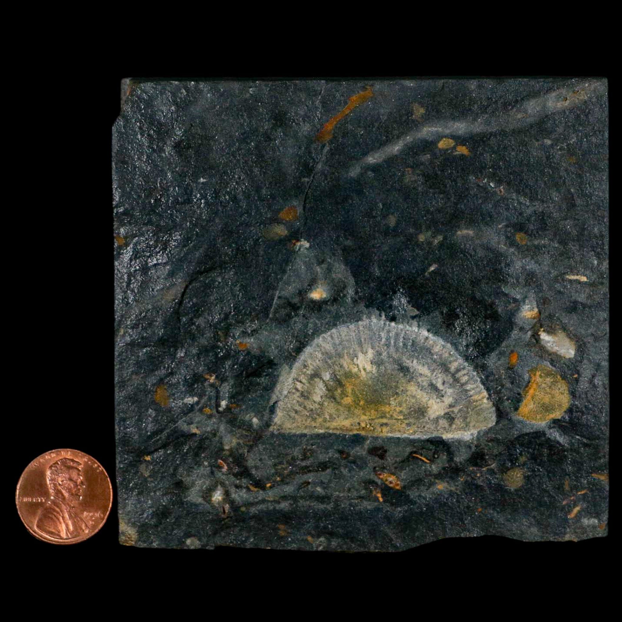 1.7" Fossil Paralenorthis Sp Brachiopod In Matrix Valongo Formation Arouca Portugal - Fossil Age Minerals