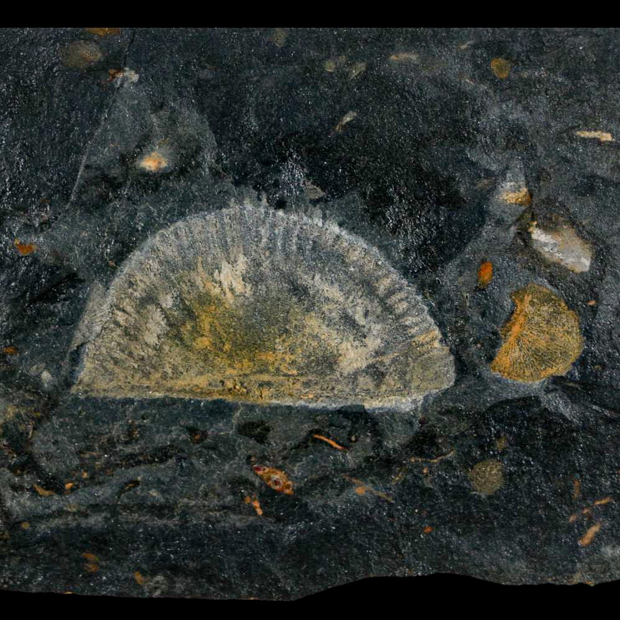 1.7" Fossil Paralenorthis Sp Brachiopod In Matrix Valongo Formation Arouca Portugal - Fossil Age Minerals