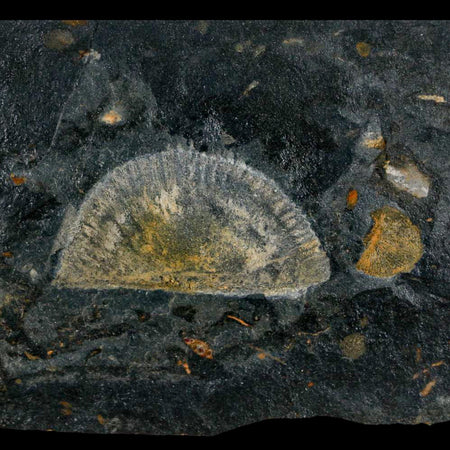 1.7" Fossil Paralenorthis Sp Brachiopod In Matrix Valongo Formation Arouca Portugal