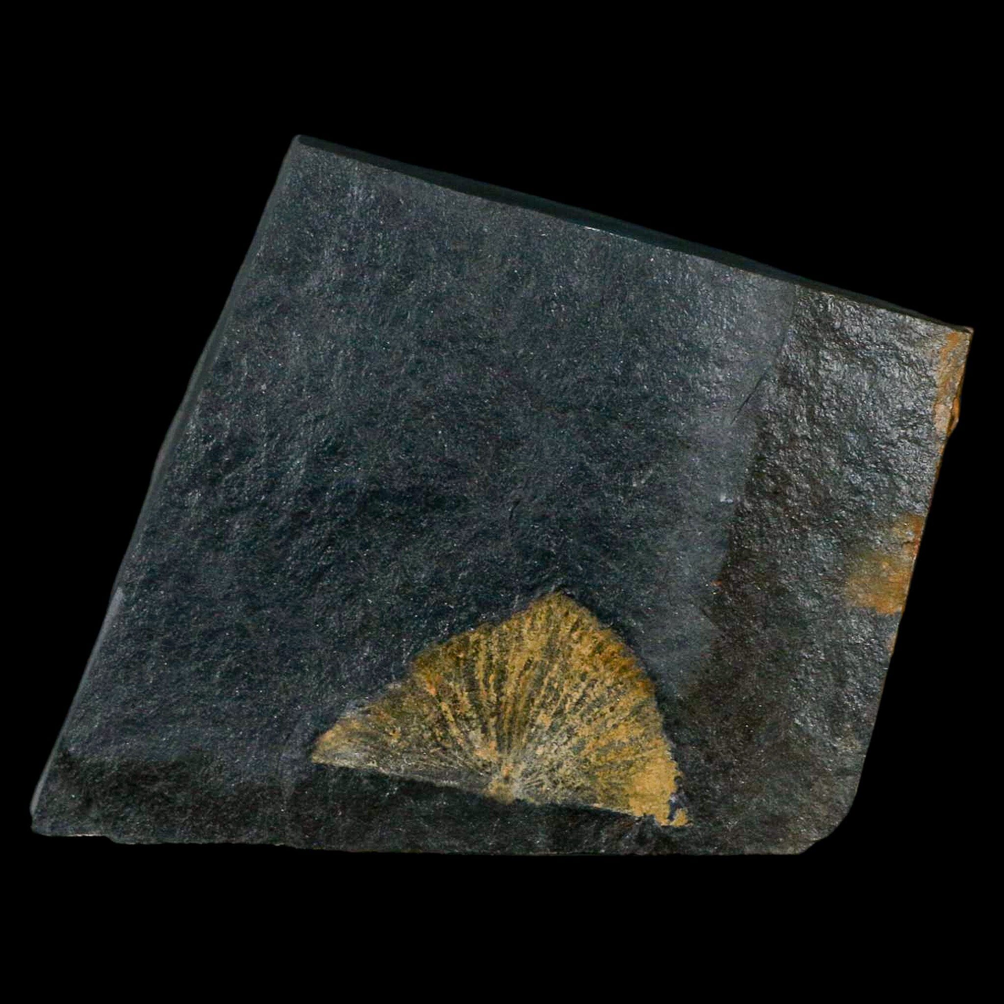 1.5" Fossil Paralenorthis Sp Brachiopod In Matrix Valongo Formation Arouca Portugal - Fossil Age Minerals