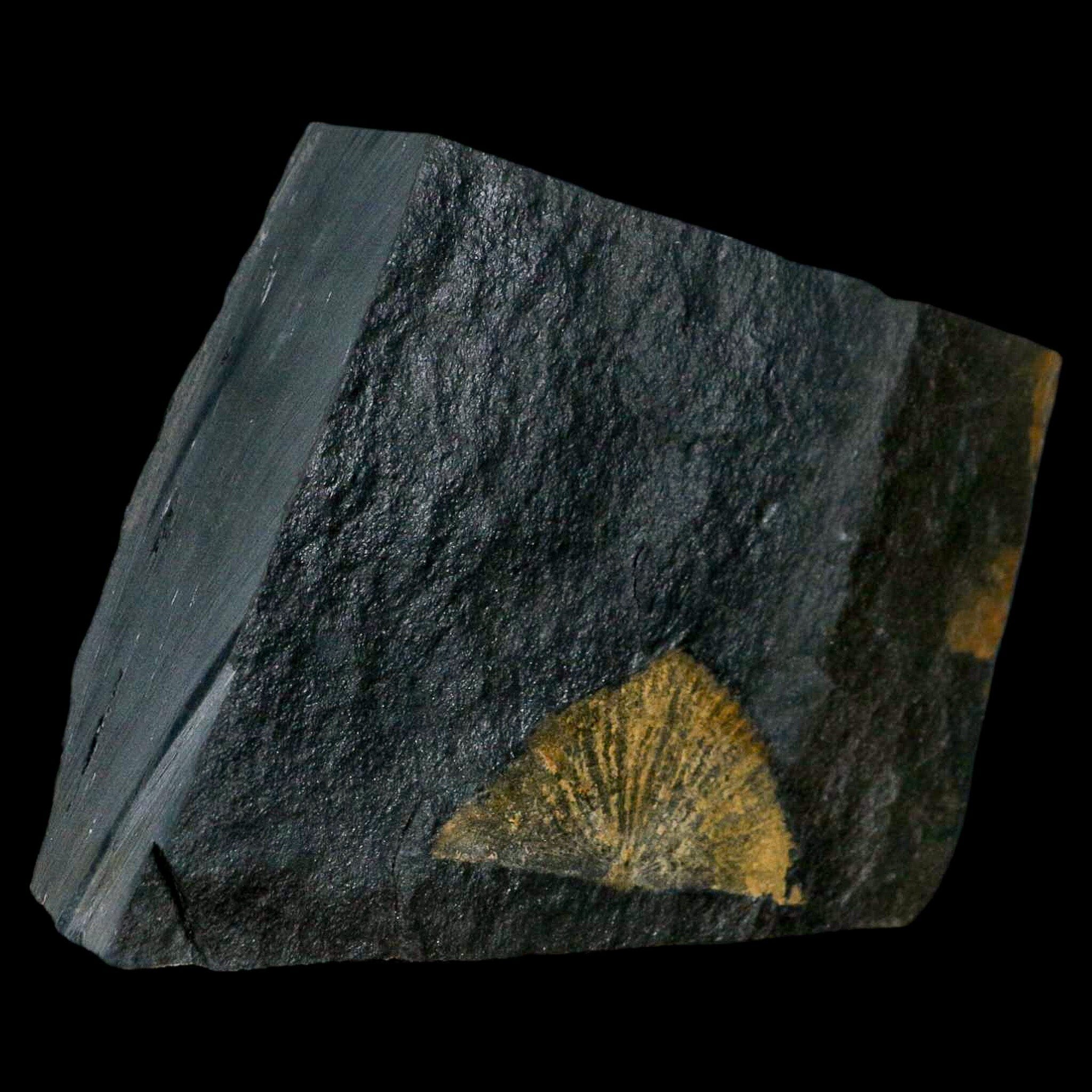 1.5" Fossil Paralenorthis Sp Brachiopod In Matrix Valongo Formation Arouca Portugal - Fossil Age Minerals