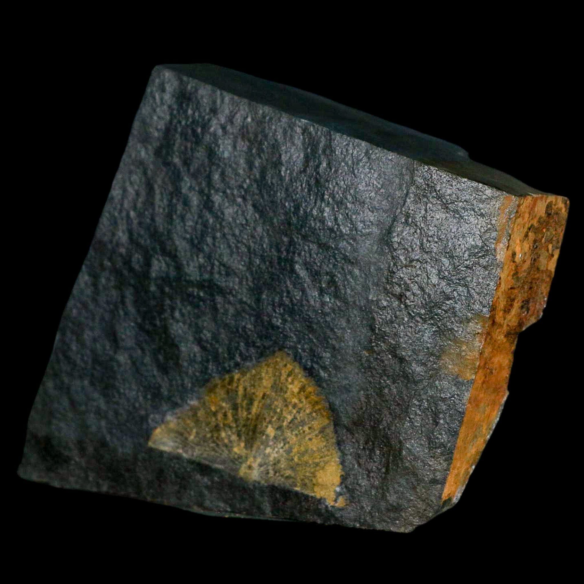 1.5" Fossil Paralenorthis Sp Brachiopod In Matrix Valongo Formation Arouca Portugal - Fossil Age Minerals