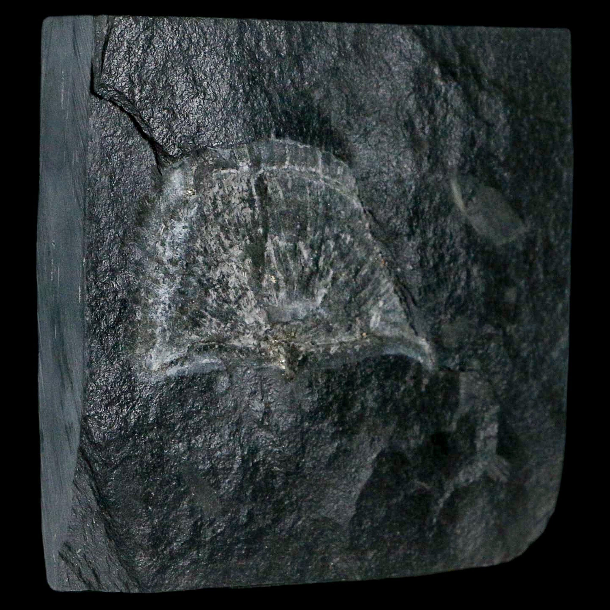 2.2" Fossil Paralenorthis Sp Brachiopod In Matrix Valongo Formation Arouca Portugal - Fossil Age Minerals