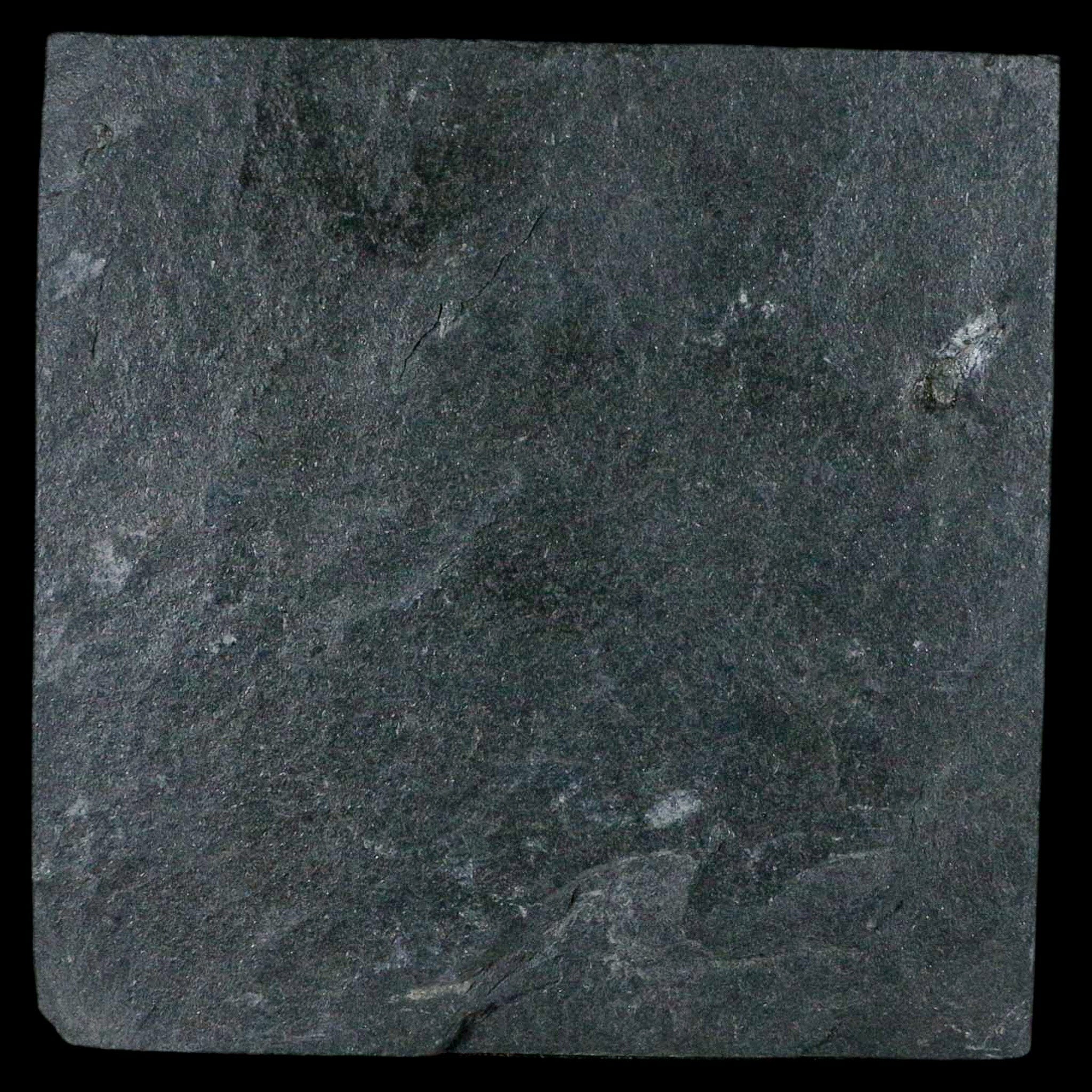 2.2" Fossil Paralenorthis Sp Brachiopod In Matrix Valongo Formation Arouca Portugal - Fossil Age Minerals