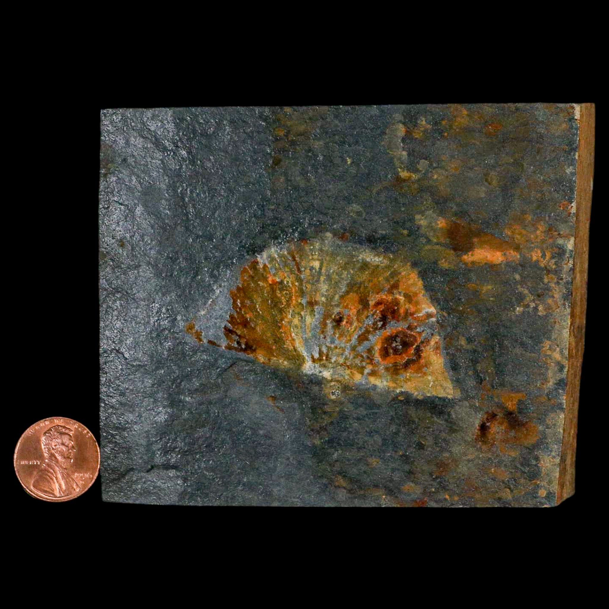 2.3" Fossil Paralenorthis Sp Brachiopod In Matrix Valongo Formation Arouca Portugal - Fossil Age Minerals