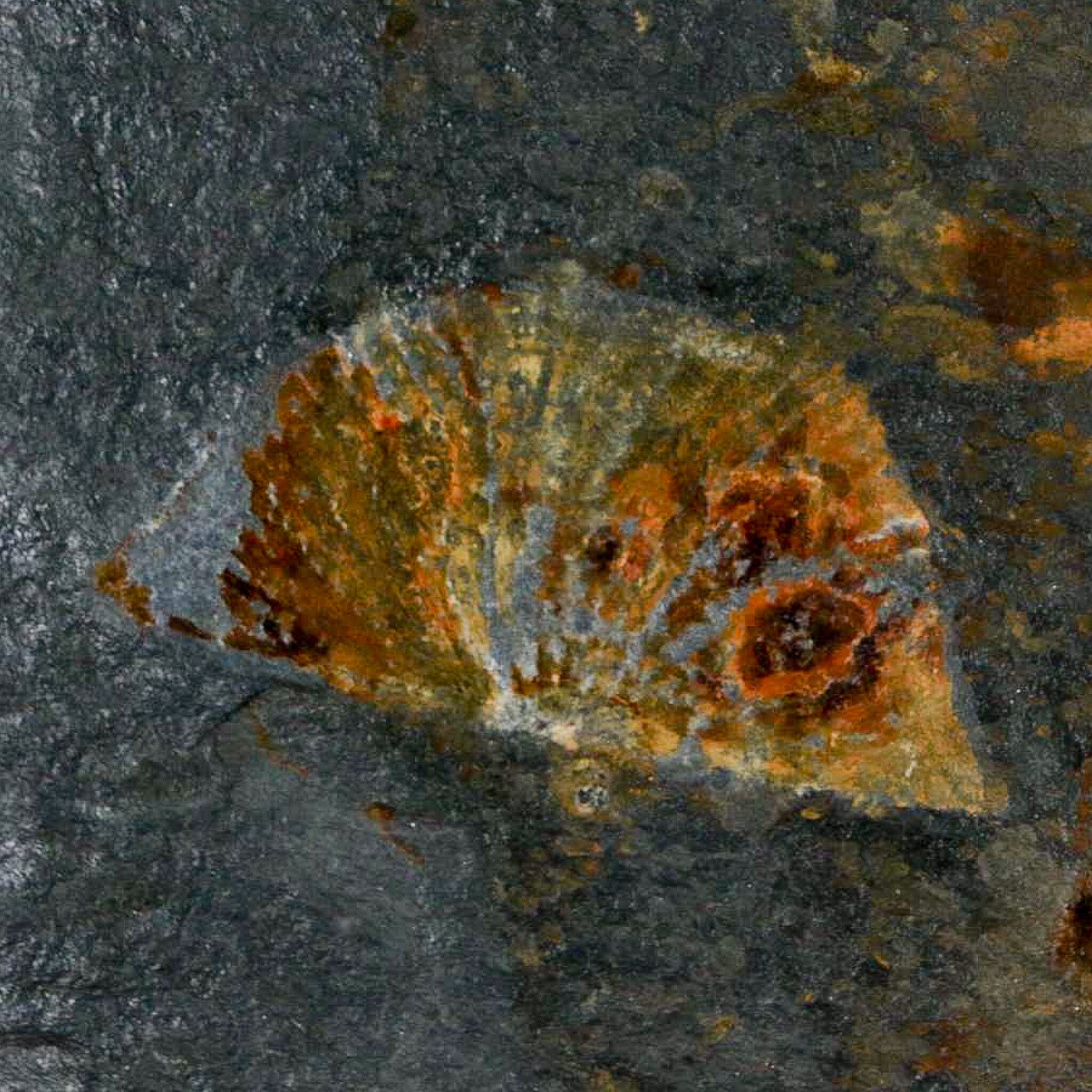 2.3" Fossil Paralenorthis Sp Brachiopod In Matrix Valongo Formation Arouca Portugal - Fossil Age Minerals