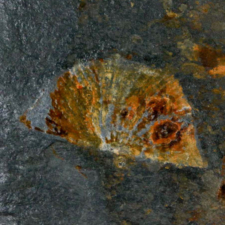 2.3" Fossil Paralenorthis Sp Brachiopod In Matrix Valongo Formation Arouca Portugal