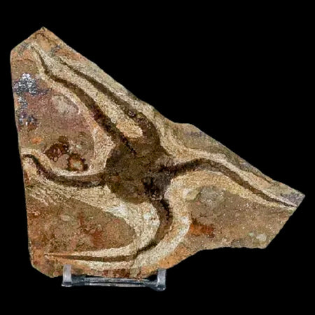 5.1" Brittle Star Ophiura Sp Starfish Fossil Ordovician Age Morocco COA & Stand