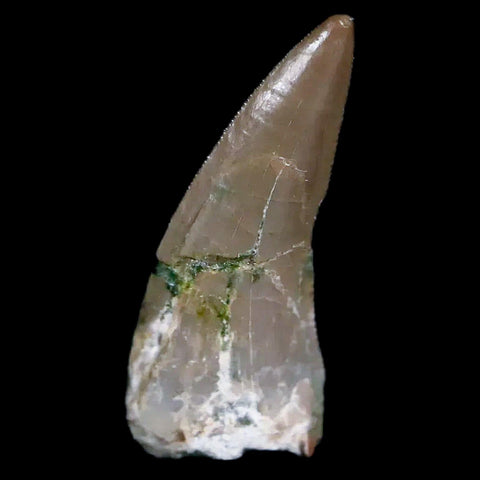 0.7" Postosuchus Rauisuchid Archosaur Fossil Tooth Chinle Formation AZ COA Display - Fossil Age Minerals
