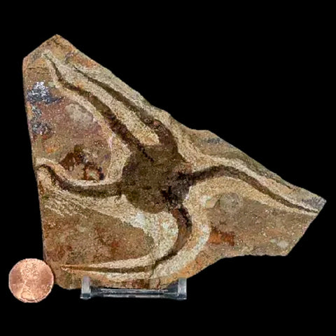 5.1" Brittle Star Ophiura Sp Starfish Fossil Ordovician Age Morocco COA & Stand - Fossil Age Minerals