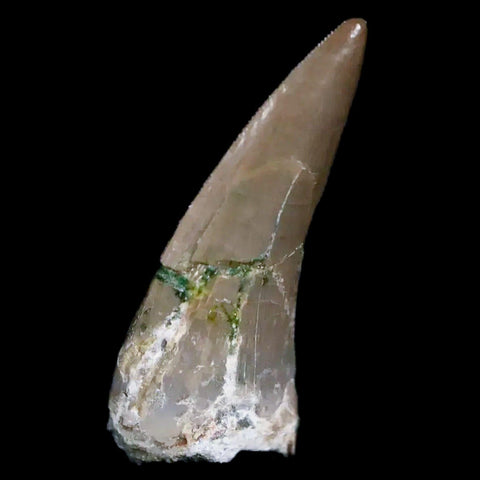 0.7" Postosuchus Rauisuchid Archosaur Fossil Tooth Chinle Formation AZ COA Display - Fossil Age Minerals