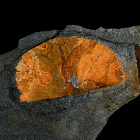 2" Fossil Paralenorthis Sp Brachiopod In Matrix Valongo Formation Arouca Portugal