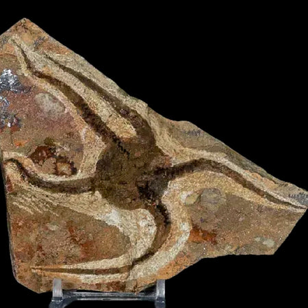 5.1" Brittle Star Ophiura Sp Starfish Fossil Ordovician Age Morocco COA & Stand