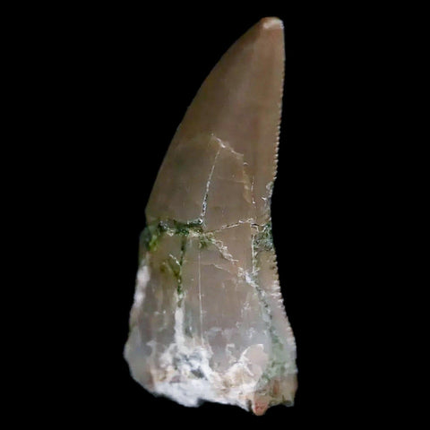 0.7" Postosuchus Rauisuchid Archosaur Fossil Tooth Chinle Formation AZ COA Display - Fossil Age Minerals