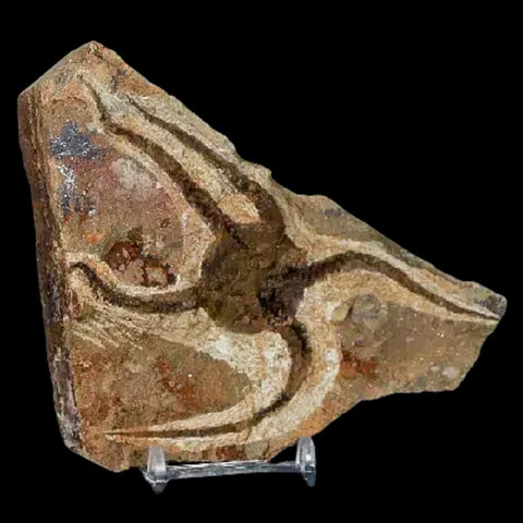 5.1" Brittle Star Ophiura Sp Starfish Fossil Ordovician Age Morocco COA & Stand - Fossil Age Minerals