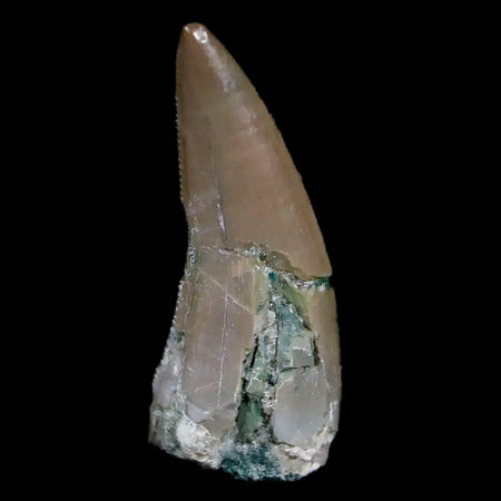 0.7" Postosuchus Rauisuchid Archosaur Fossil Tooth Chinle Formation AZ COA Display