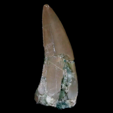 0.7" Postosuchus Rauisuchid Archosaur Fossil Tooth Chinle Formation AZ COA Display - Fossil Age Minerals