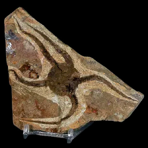 5.1" Brittle Star Ophiura Sp Starfish Fossil Ordovician Age Morocco COA & Stand - Fossil Age Minerals