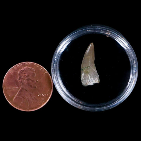 0.7" Postosuchus Rauisuchid Archosaur Fossil Tooth Chinle Formation AZ COA Display - Fossil Age Minerals