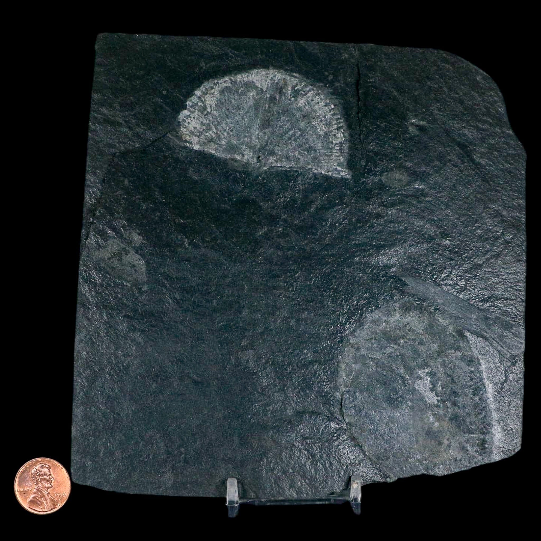 2.3" Fossil Paralenorthis Sp Brachiopod In Matrix Valongo Formation Arouca Portugal - Fossil Age Minerals