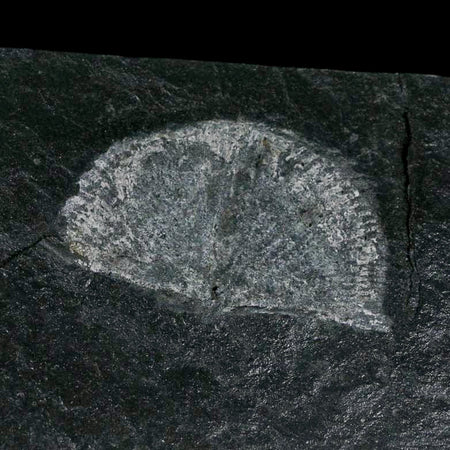 2.3" Fossil Paralenorthis Sp Brachiopod In Matrix Valongo Formation Arouca Portugal