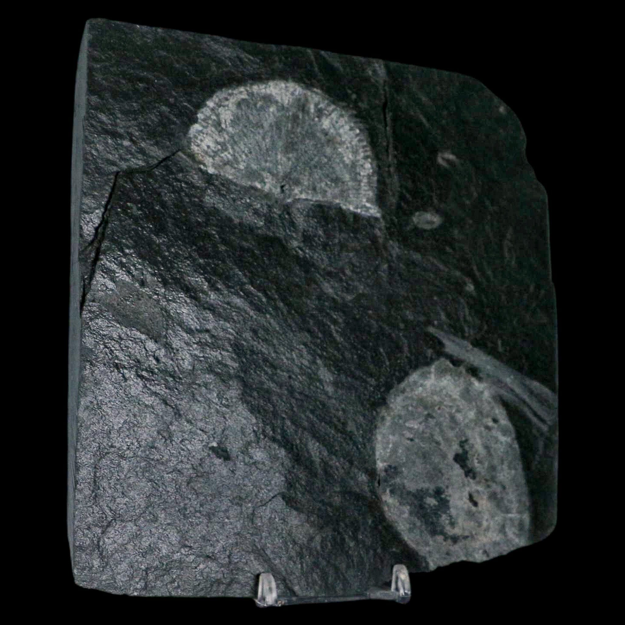2.3" Fossil Paralenorthis Sp Brachiopod In Matrix Valongo Formation Arouca Portugal - Fossil Age Minerals