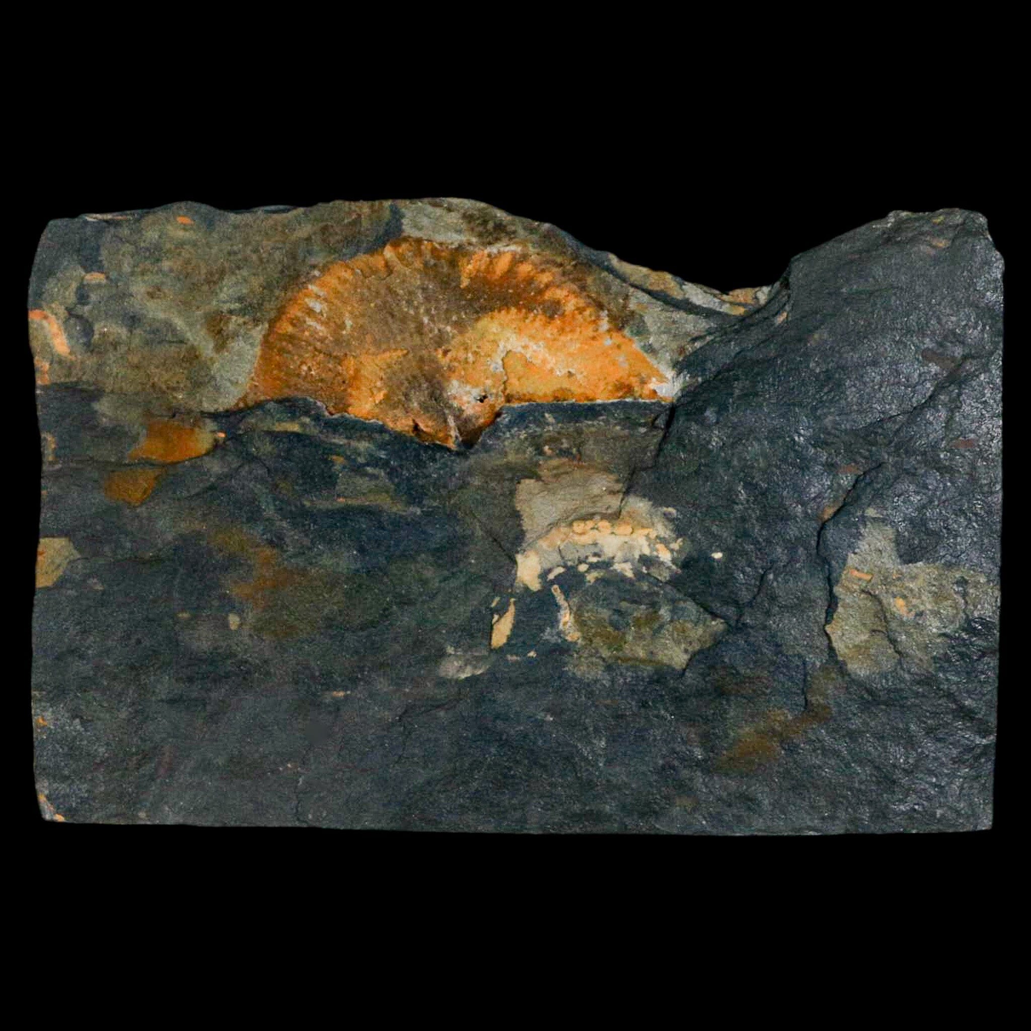 1.6" Fossil Paralenorthis Sp Brachiopod In Matrix Valongo Formation Arouca Portugal - Fossil Age Minerals