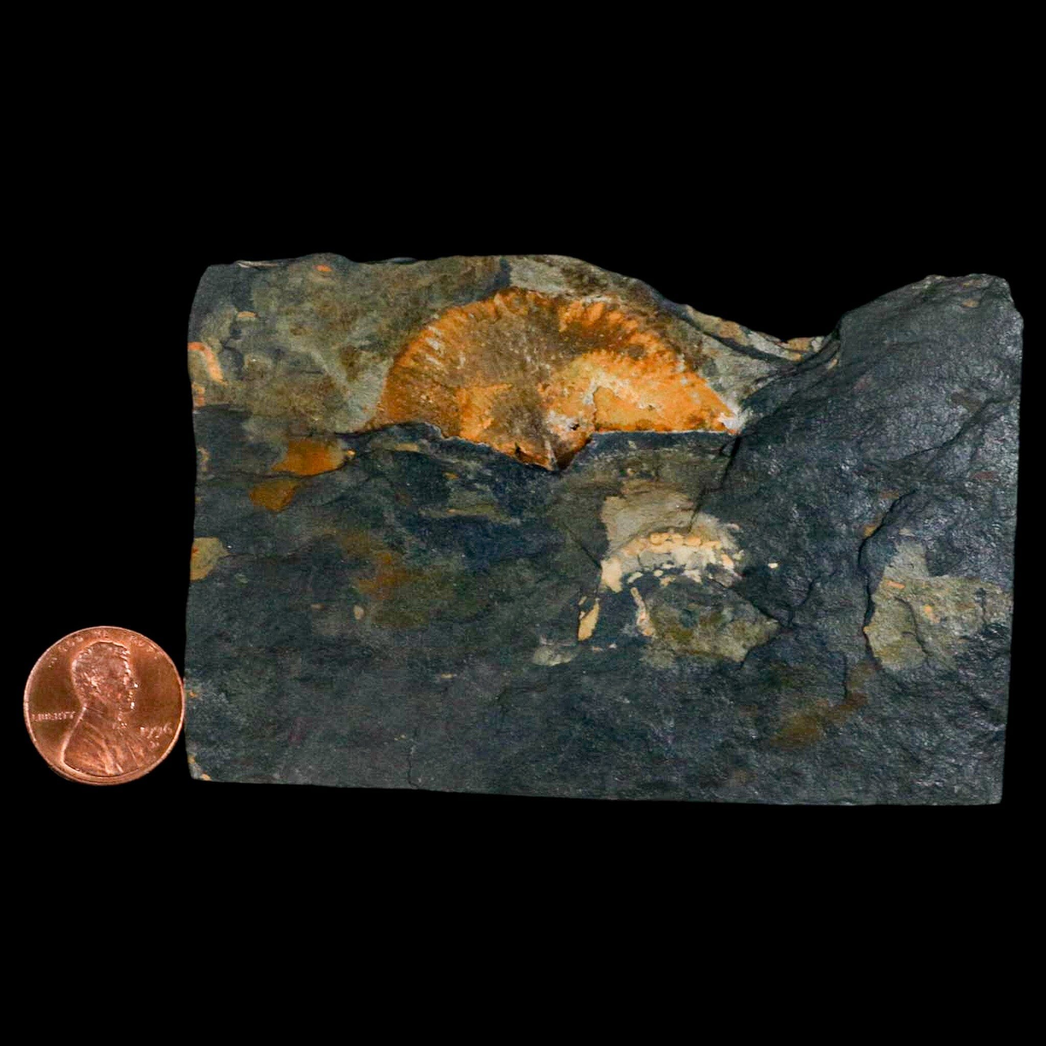 1.6" Fossil Paralenorthis Sp Brachiopod In Matrix Valongo Formation Arouca Portugal - Fossil Age Minerals