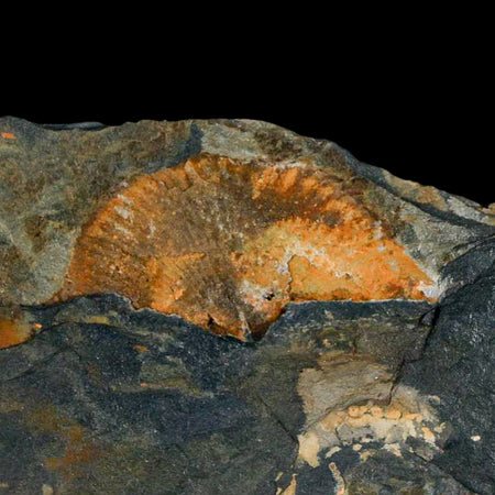 1.6" Fossil Paralenorthis Sp Brachiopod In Matrix Valongo Formation Arouca Portugal