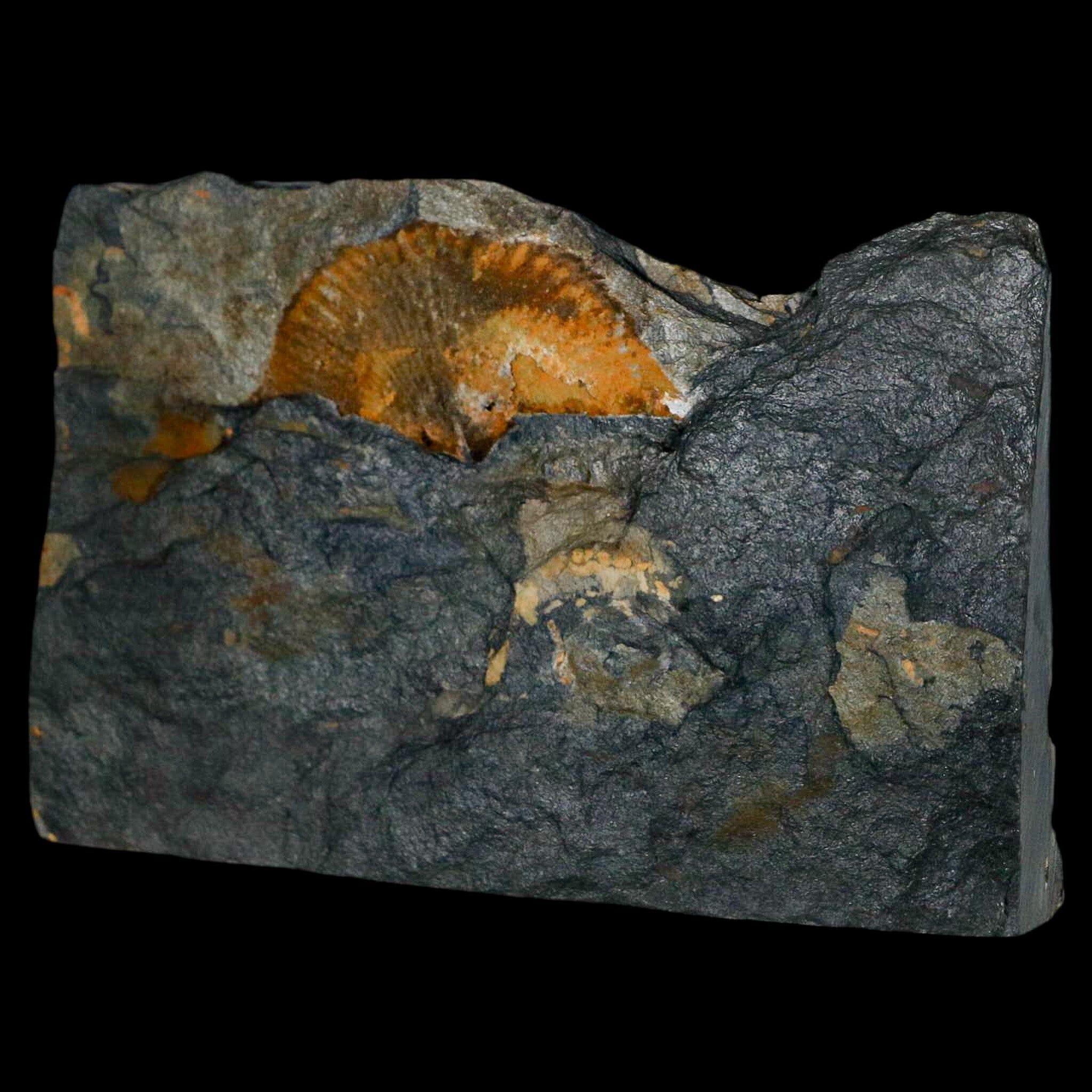 1.6" Fossil Paralenorthis Sp Brachiopod In Matrix Valongo Formation Arouca Portugal - Fossil Age Minerals
