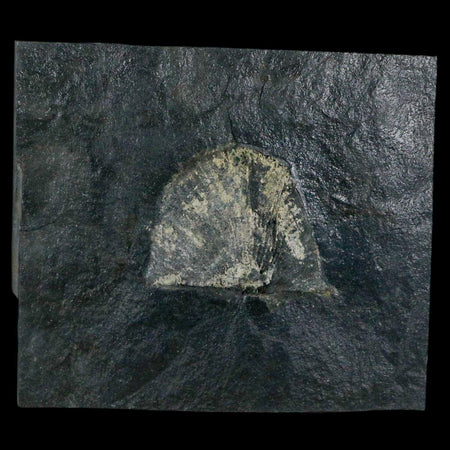 1.7" Fossil Paralenorthis Sp Brachiopod In Matrix Valongo Formation Arouca Portugal