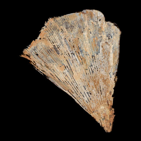 2.3" Detailed Ginkgo Cranei Fossil Plant Leaf Morton County, ND Paleocene Age COA