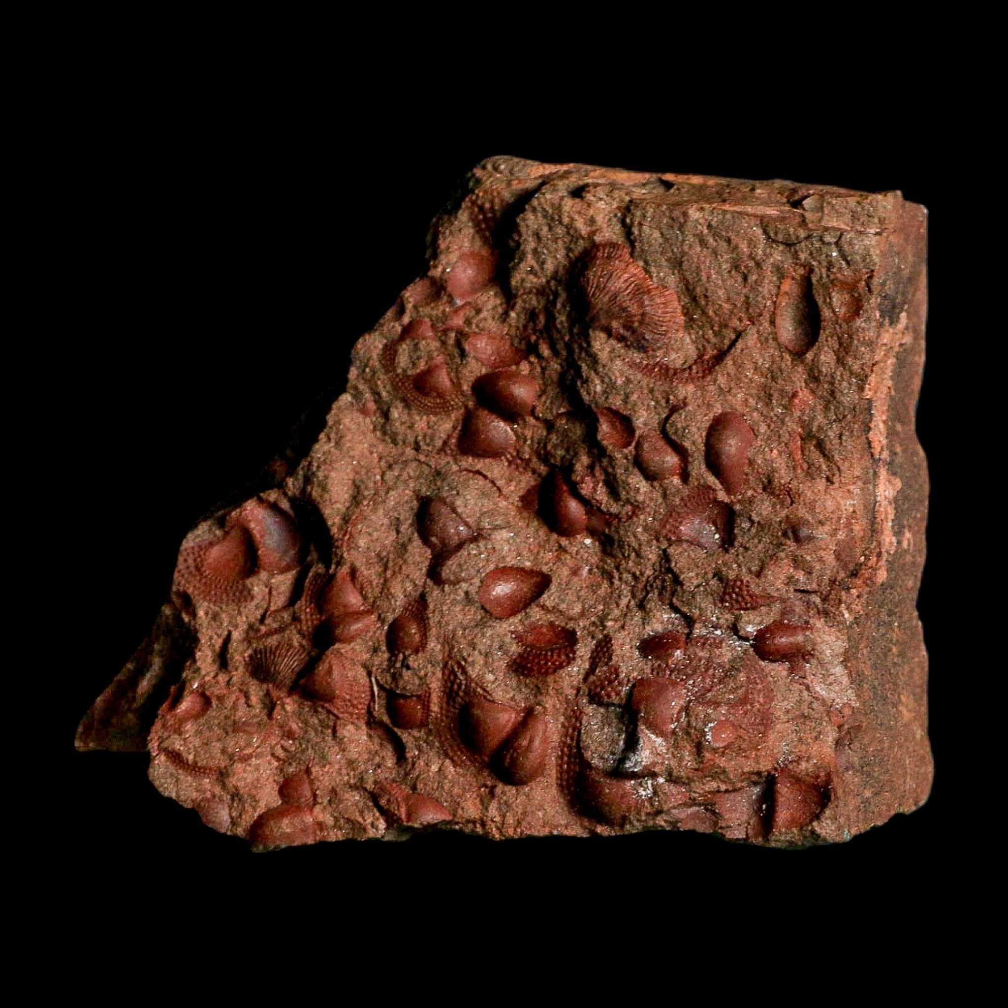 3.9" Trilobite Mortality Plate Fossil Devonian Age 400 Million Years Old COA - Fossil Age Minerals
