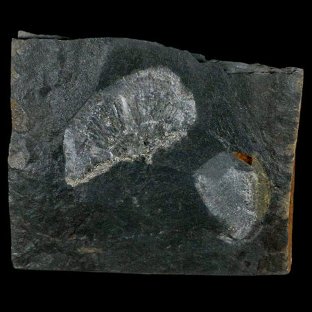 2.6" Fossil Paralenorthis Sp Brachiopod In Matrix Valongo Formation Arouca Portugal